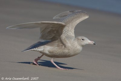 Glaucous Gull - Grote Burgemeester - Larus hyperboreus