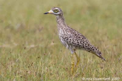 Spotted Thick-knee - Kaapse Griel - Burhinus capensis