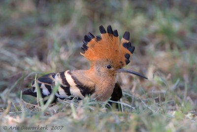 African Hoopoe - Afrikaanse Hop - Upupa africana