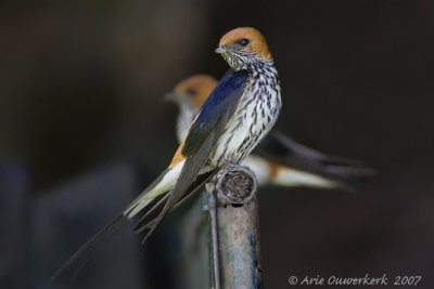 Lesser Striped Swallow - Savannezwaluw - Hirundo abyssinica