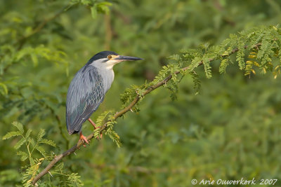 Striated Heron - Mangrovereiger - Butorides striatus