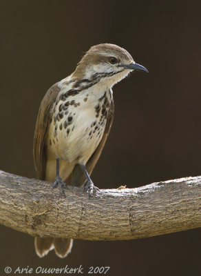 Spotted Morning-Thrush - Gevlekte Palmlijster - Cichladusa guttata