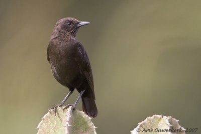 Northern Anteater Chat - Bruine Miertapuit - Myrmecocichla aethiops