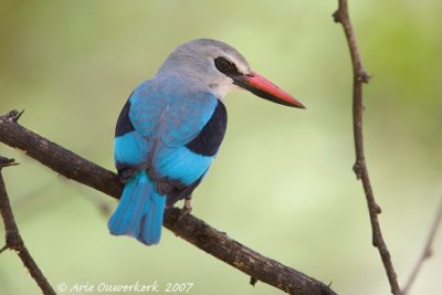 Woodland Kingfisher - Senegalese IJsvogel - Halcyon senegalensis