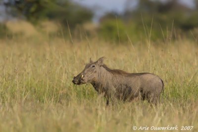Common Warthog - Knobbel(Wratten)zwijn - Phacochoeros africanus