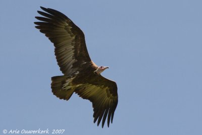 Hooded Vulture - Kapgier  - Necrosyrtes monachus