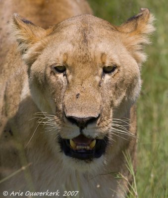 African Lion - Afrikaanse Leeuw - Panthera leo leo