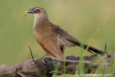 White-browed Coucal - Wenkbrauwcoucal - Centropus superciliosus
