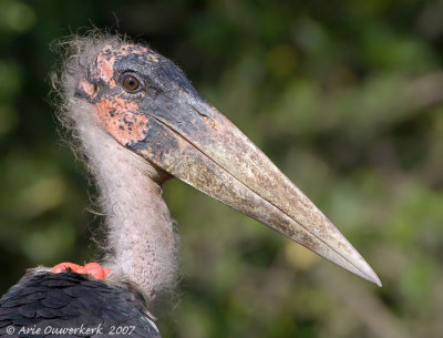 Marabou Stork - Afrikaanse Maraboe -  Leptoptilos crumeniferus