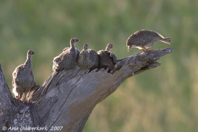 Helmeted Guineafowl - Helmparelhoen - Numida meleagris