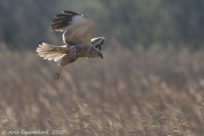 Western Marsh Harrier - Bruine Kiekendief - Circus aeruginosus