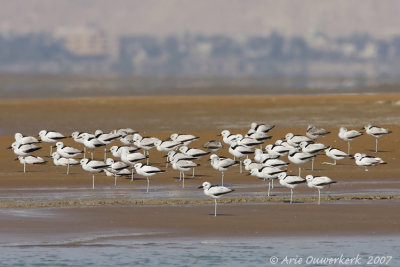 Crabplover - Krabplevier - Dromas ardeola