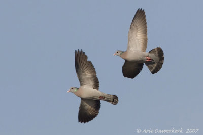 Stock Dove - Holenduif - Columba oenas
