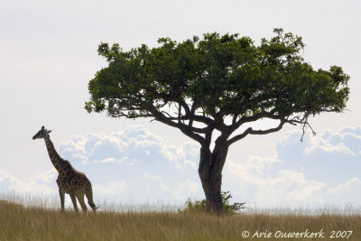 Masai Giraffe - Masai Giraffe - Giraffa camelopardalis tippelskirchi