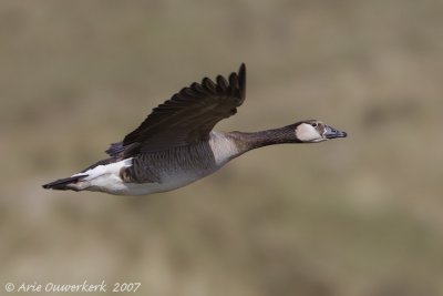 Hybrid Canada Goose x Greylag Goose - Branta canadensis x Anser anser