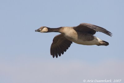 Hybrid Canada Goose x Greylag Goose - Branta canadensis x Anser anser