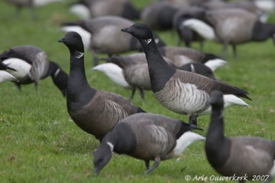 Pale-bellied Brent Goose - Witbuikrotgans - Branta hrota