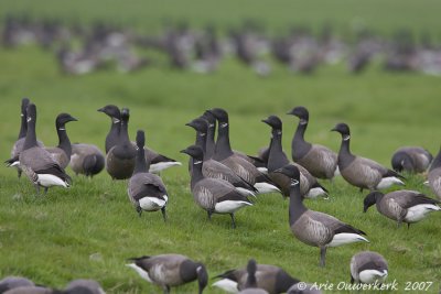 Brent Goose - Rotgans - Branta bernicla