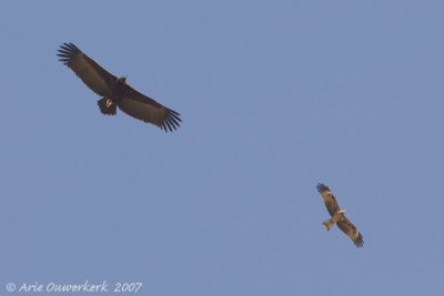 Eurasian Black Vulture with  Black-eared Kite - Aegypius monachus + Milvus lineatus
