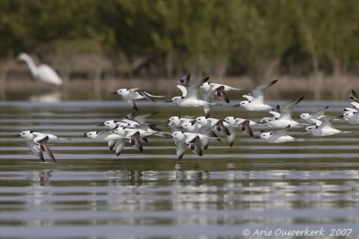 Crabplover - Krabplevier - Dromas ardeola