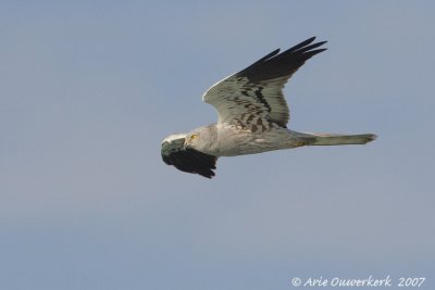 Montagu's Harrier - Grauwe Kiekendief - Circus pygarsus