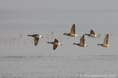 Brent Goose - Rotgans - Branta bernicla