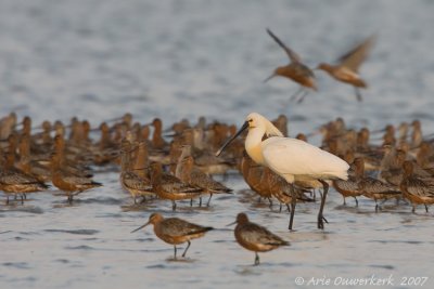 Eurasian Spoonbill - Lepelaar - Platalea leucorodia