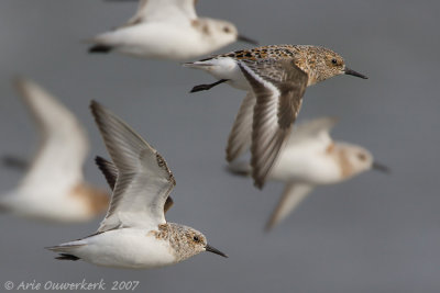 Sanderling - Drieteenstrandloper - Calidris alba