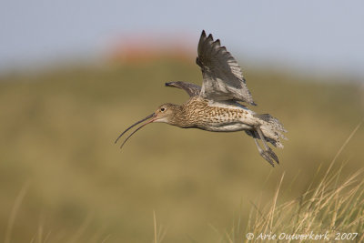 Eurasian Curlew - Wulp - Numenius arquata