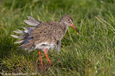 Common Redshank - Tureluur - Tringa totanus