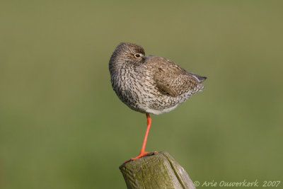 Common Redshank - Tureluur - Tringa totanus