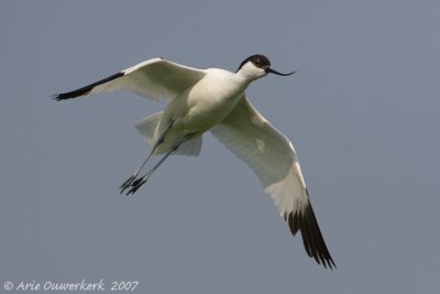 Pied Avocet - Kluut - Recurvirostra avosetta