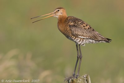 Black-tailed Godwit - Grutto - Limosa limosa