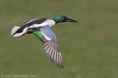 Northern Shoveler - Slobeend - Anas clypeata