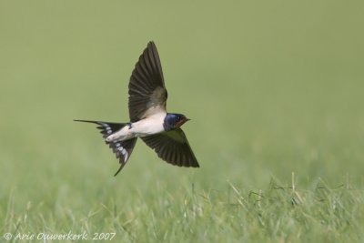 Barn Swallow - Boerenzwaluw - Hirundo rustica