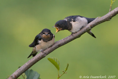 Barn Swallow - Boerenzwaluw - Hirundo rustica