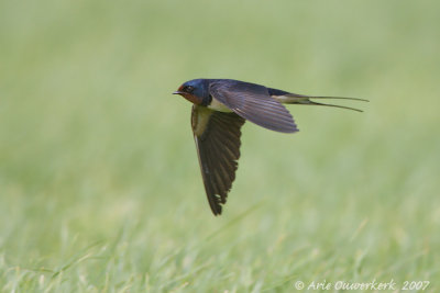 Barn Swallow - Boerenzwaluw - Hirundo rustica