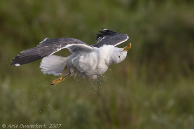 Lesser Black-backed Gull - Kleine Mantelmeeuw - Larus fuscus