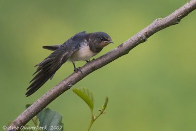 Barn Swallow - Boerenzwaluw - Hirundo rustica