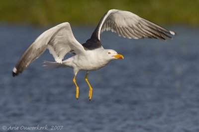 Lesser Black-backed Gull - Kleine Mantelmeeuw - Larus fuscus