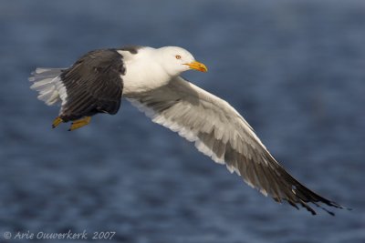 Lesser Black-backed Gull - Kleine Mantelmeeuw - Larus fuscus