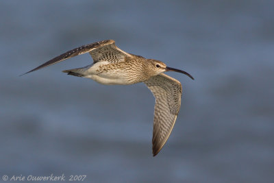 Eurasian Whimbrel - Regenwulp - Numenius phaeopus