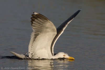 Lesser Black-backed Gull - Kleine Mantelmeeuw - Larus fuscus