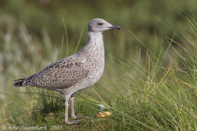 Zilvermeeuw - European Herring Gull - Larus argentatus