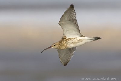 Eurasian Curlew - Wulp - Numenius arquata