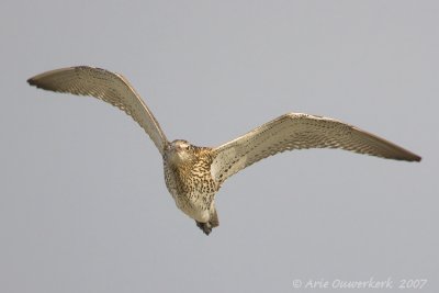 Eurasian Curlew - Wulp - Numenius arquata