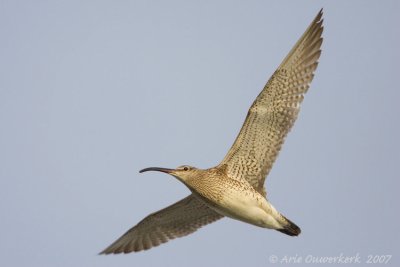 Eurasian Whimbrel - Regenwulp - Numenius phaeopus