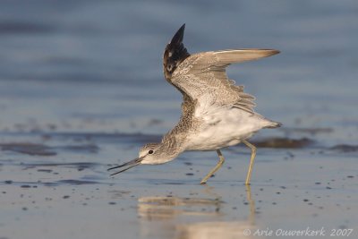 Common Greenshank - Groenpootruiter  - Tringa nebularia