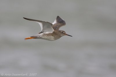 Common Redshank - Tureluur - Tringa totanus