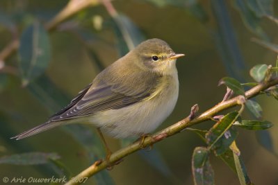 Willow Warbler - Fitis - Phylloscopus trochilus